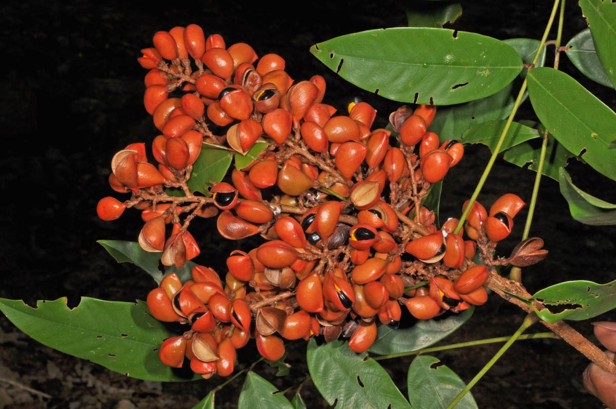 Представитель Семейства Connaraceae